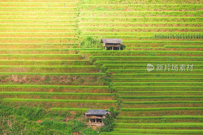 美丽的风景，绿色的稻田准备在越南西北部的梯田日落山在木仓寨，Yen Bai，越南